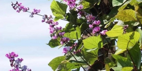 Dolichos - kovrčavi jorgovan (zumbul): sorte s opisima, fotografijama i recenzijama